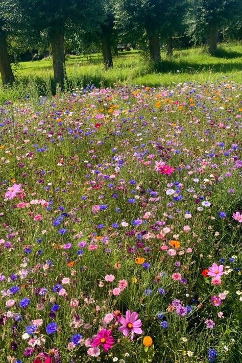 Wild Flowers Field, Meadow Proposal, Wildflower Proposal, Flower Field Proposal, Pretty Flower Field, Wildflowers Aesthetic, Wild Flower Field, Wild Flower Garden, Field Of Wildflowers