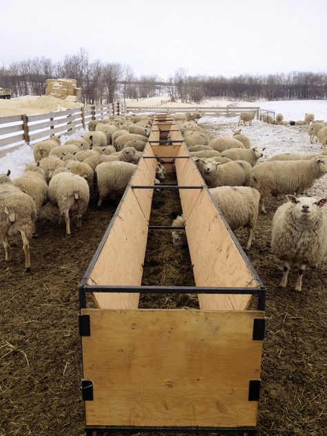 sheep bunk feeder | Producer Profile: Catto Sheep Farm, Lipton, SK | Sheep Canada magazine Sheep Feeders Ideas, Sheep Feeders, Goat Hay Feeder, Sheep Shelter, Goat Feeder, Sheep House, Sheep Pen, Livestock Barn, Livestock Shelter