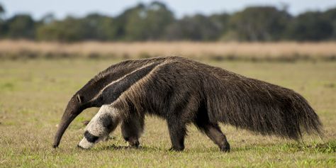 Giant Anteater - National Geographic Green Anaconda, Giant Anteater, Small Lizards, Ant Colony, American Animals, List Of Animals, Big Animals, Weird Animals, Animals Of The World