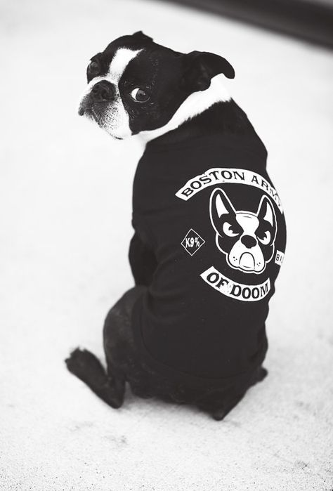 Boston Army of Doom Boston Terrier Puppy Shirt XS-S-M-L-XL-2XL-3XL FREE Shipping Boston Terrier Rescue, Boston Terrier Puppy, Boston Terrier Dog, Terrier Puppy, Terrier Dog, Grey Shirt, Dog Shirt, Dog Clothes, Boston Terrier