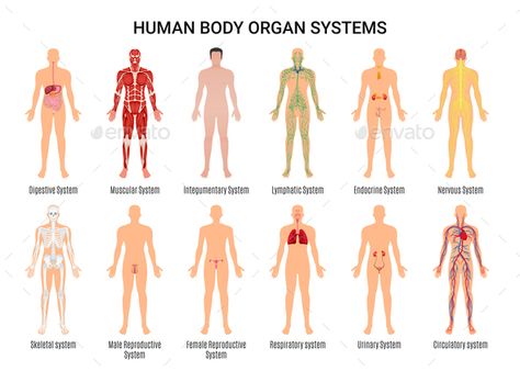 Main 12 human body organ systems flat educative anatomy physiology front back view flashcards poster vector illustration Human Body Organ System, Human Body Organs, Integumentary System, Human Body Drawing, Anatomy Physiology, Zestaw Ikon, Human Organ, Yoga Anatomy, Human Body Anatomy