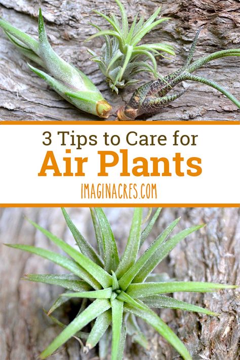 Having trouble keeping air plants alive? All you need is a few simple tips to succeed. Follow these 3 tips and keep your air plants alive and healthy. Woodland Homestead, Caring For Air Plants, Healing Lifestyle, Plant Advice, Types Of Air Plants, Air Plants Diy, Air Plant Garden, Air Plants Decor, Plants Care