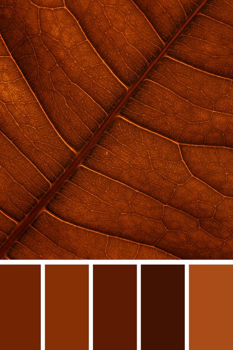 This Warm Brown Tone captures a close-up of a leaf in warm, autumnal tones. The deep, rich browns and oranges accentuate the intricate vein patterns of the leaf, evoking a sense of warmth and nature’s transition during the fall season. Rich Earth Tones, Brown And Orange, Copper Autumn Color Palette, Color Palette Brown Earth Tones, Natural Color Palette Earth Tones, Fall Leaves Color Palette, Apartment Color Palette, Color Scheme Generator, Earth Colour Palette