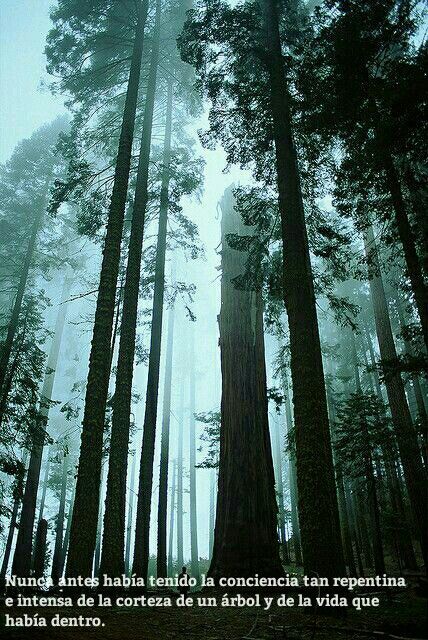 Sequoia National Park, California  -  United States Of America  #Wanderlust #America #10 Phone Moodboard, Twilight Core, Candles Room, Soap Liquid, Twilight Aesthetic, Room Fragrance, Sequoia National Park, Lip Products, Tall Trees