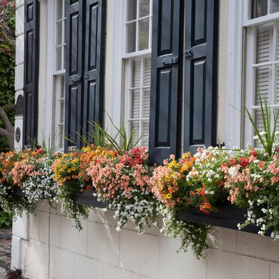 Learn how to make a Charleston-style box planter that will spruce up any window with color. Balcony Flower Box, Window Box Plants, Charleston Style, Window Plants, Window Box Flowers, Balcony Flowers, Window Planters, Balcony Plants, Flower Window