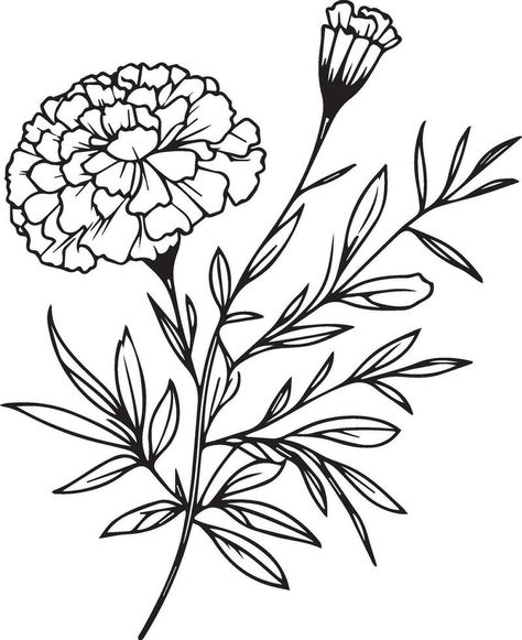 Marigold Flower Outline, Marigold Fine Line, Marigold Line Drawing, Aster Drawing, Marigold Drawing, Tattoo October, Flower Marigold, Spring Elements, Line Drawing Tattoos