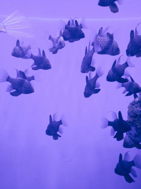 Purple Fish Aesthetic, Purple Aquarium, Aesthetic Screensaver, Aesthetic Fish, Fish Aesthetic, Purple Fish, Violet Aesthetic, Feed Insta, Small Fish