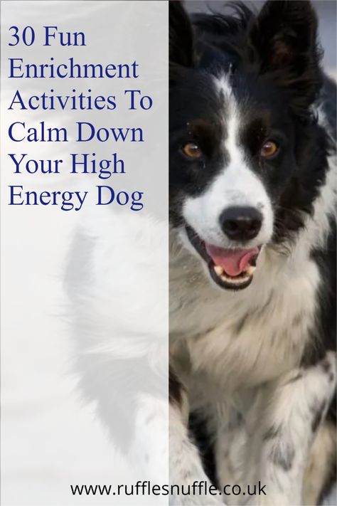 Active Dog Activities, Puppy Mental Stimulation Diy, High Energy Dogs Tips, Border Collie Enrichment, High Energy Dog Breeds, Large Dog Enrichment Ideas, Puppy Mental Stimulation, Mental Exercise For Dogs, Enrichment Ideas For Dogs