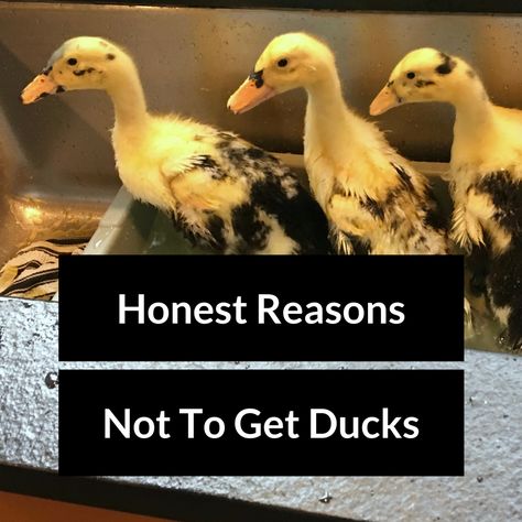 True talk – ducks aren’t for everyone. These are some of the reasons why they might not be right for you. Ducks Or Chickens, Pet Ducks Outdoor, Duck Coop Ideas, Duck Enclosure, Duck House Plans, Duck Care, Duck Pens, Pet Duck, Pekin Duck