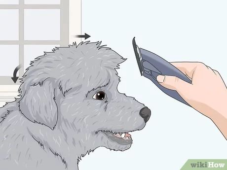 Dog Haircuts Maltipoo, How To Groom A Maltipoo At Home, Maltipoo Grooming Styles, Dog Grooming Styles Maltipoo, Maltipoo Grooming, Maltipoo Full Grown, Dogs Haircut, Maltipoo Haircuts, Dog Grooming Styles