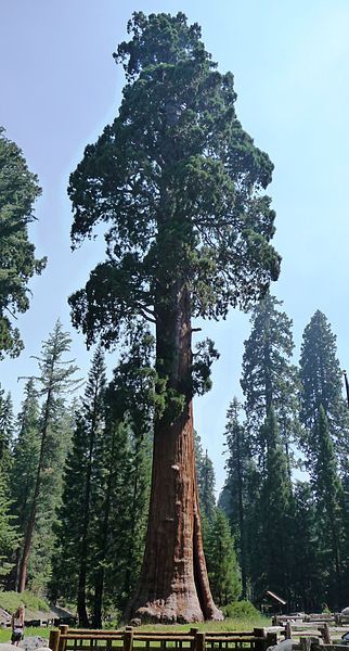 Massive Tree, Sequoiadendron Giganteum, Giant Sequoia Trees, Giant Sequoia, Bristlecone Pine, Tree Seedlings, Sequoia Tree, Tree Species, Live Tree