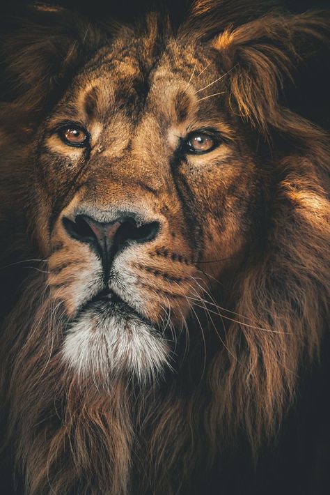 Be Humble, A Beast, Be Kind, Lion, Quotes