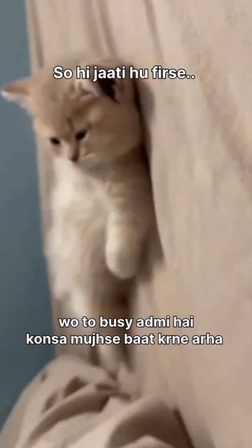 Caption For Cats Love, Cat Relatable, Comments For Instagram Pic, Flirty Cat, Inappropriate Quote, Funny Cat Quotes, Flirty Lines, Childhood Memories Aesthetic, Cat Text