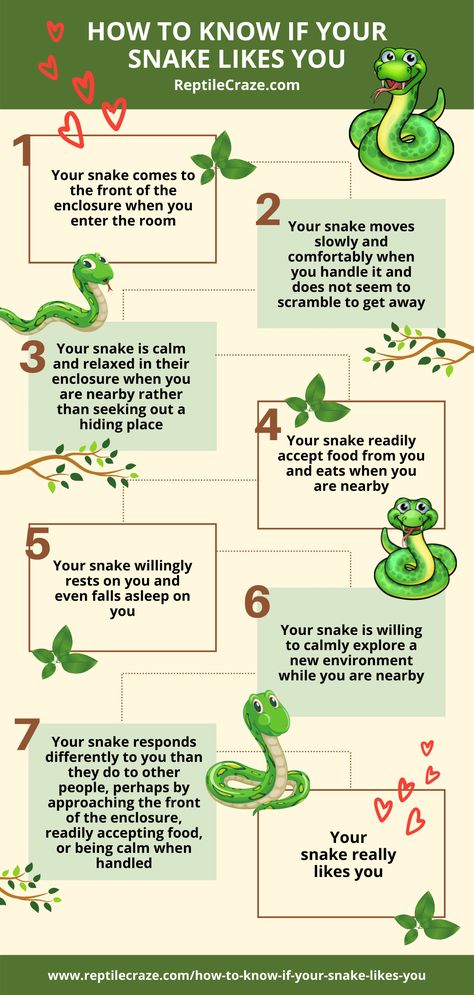 Nature, Best Snakes For Pets, Cute Snake Enclosure Ideas, Pet Snake Enclosure, Snake Enrichment Ideas, Snake Enclosure Ideas Ball Python, Snake Cage Ideas, Snake Terrarium Ideas Ball Python, Snake Tank Setup