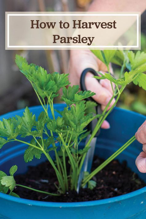 Harvest Parsley, How To Harvest Cilantro, Drying Fresh Herbs, Growing Parsley, Parsley Plant, Preserving Herbs, Harvesting Herbs, Garden Remedies, Herb Gardening