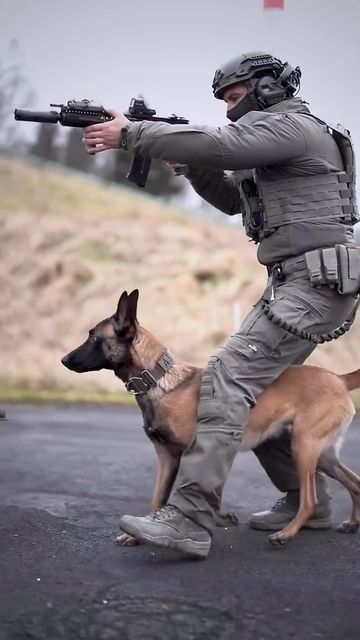 Belgian Malinois Training, Malinois Training, Belgian Dog, Guard Dog Training, K9 Police Dogs, Belgium Malinois, Dog Hero, Belgian Malinois Dog, K9 Dogs