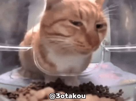 Cats Gif, Cat Energy, Silly Cars, Meme Chat, Funny Orange, Honest Reaction, Silly Cats Pictures, Orange Cats, Cat Icon