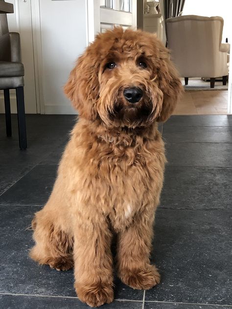 Medium labradoodle ❤️ Medium Labradoodle, Labradoodle Medium, Red Labradoodle, Labradoodle Dogs, Animal Instinct, Labradoodle, Dog Stuff, Goldendoodle, Girls Best Friend