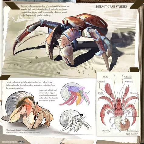 Crab Creature Concept Art, Hermit Crab Anatomy, Hermit Crab Character, Hermit Crab Character Design, How To Draw A Hermit Crab, Crab Scientific Illustration, Crab Concept Art, Crab Skeleton, Fantasy Crab