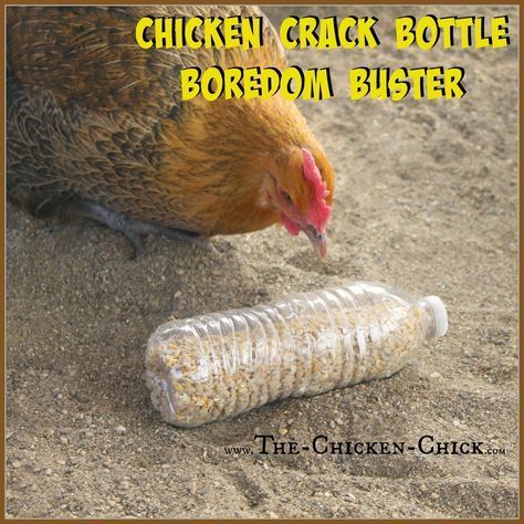 Empty Plastic Bottles, Chicken Toys, Backyard Chicken Farming, Chicken Treats, Raising Backyard Chickens, Chicken Chick, Chicken Garden, Keeping Chickens, Building A Chicken Coop