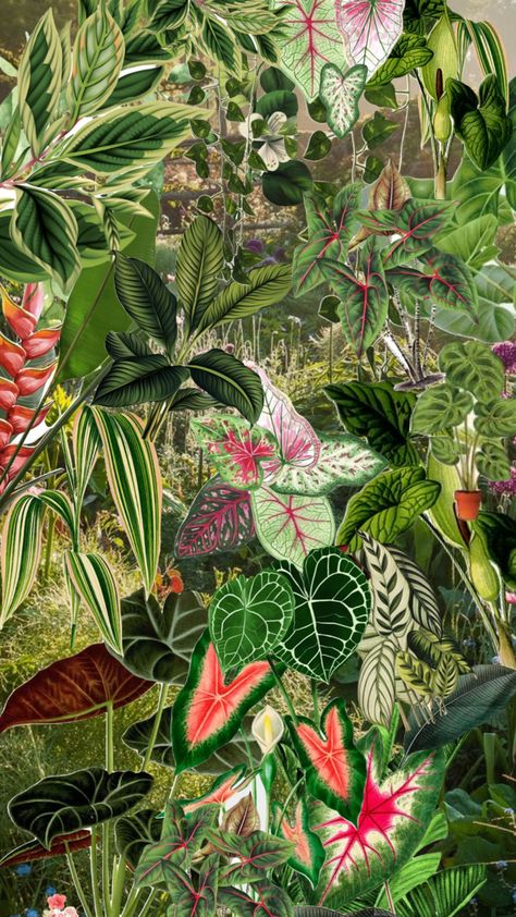 This kind of plant illustration>> Jungle Images, Rainforest Plants, Jungle Flowers, Forest Backdrops, Plant Background, Forest Illustration, Mic Drop, Background Drawing, Plant Wallpaper