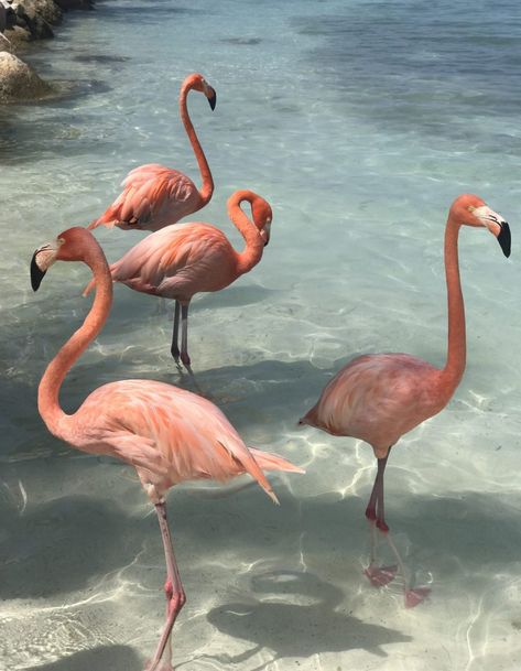 Flamingo Wallpaper, Flamingo Love, Flamingo Beach, Bedroom Wall Collage, Caribbean Beaches, Picture Collage Wall, Pink Vibes, Photo Wall Collage, Picture Collage