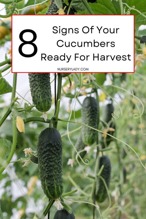 Wondering when to harvest your cucumbers? Look for these 8 signs to pick them at the perfect time, from color changes to size and firmness. Ensure your cucumbers are ripe and ready for the best flavor and texture. Vegetables Growing, Cucumber Canning, Cucumber Plant, Vegetable Garden For Beginners, Pest Management, 8th Sign, Vegetable Gardening, Gardening For Beginners, Right Time