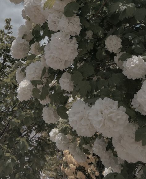 Hydrangea Wedding Aesthetic, White Hydrangeas Aesthetic, White Hydrangea Aesthetic, Psychward Aesthetics, Hydrangeas Aesthetic, Aesthetic Hydrangea, Bday Collage, Hydrangea Aesthetic, Character Themes