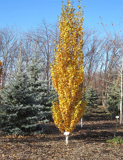 Click to view full-size photo of Parkland Pillar Japanese White Birch (Betula platyphylla 'Jefpark') at Dutch Growers Garden Centre Types Of Birch Trees, Birch Trees Garden, Weeping Birch, Columnar Trees, Japanese White, Garden Shrubs, Royal Garden, Garden Nursery, Garden Centre