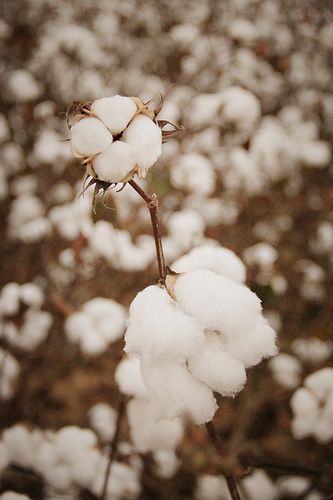 cotton bolls on a plant Cotton Farm, Country Living Fair, On My Way Home, Cotton Fields, Southern Life, Nascar Race, Cotton Flower, Georgia On My Mind, Sweet Home Alabama