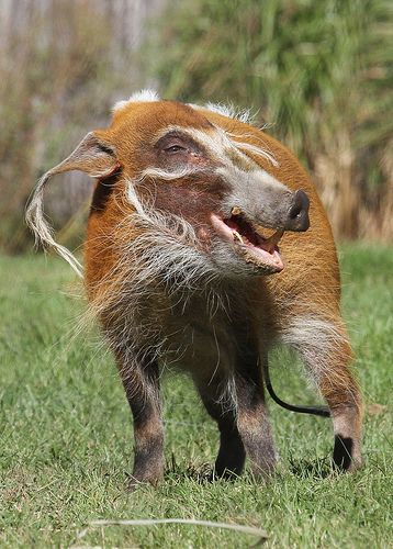 Red River Hog, Wild Hogs, Wild Wonder, Rare Species, Unusual Animals, Rare Animals, Red River, Weird Animals, Cute Animal Pictures