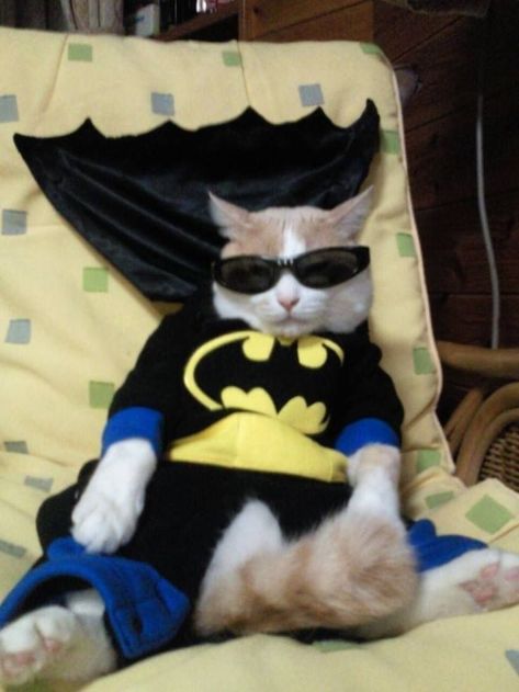 It’s that time of the… arbitrary period of chronology? Batman Cat, Scary Cat, Pet Halloween Costumes, Silly Cats Pictures, Animals Dogs, Cute Cats Photos, Pet Animals, Silly Animals, Funny Cat Pictures