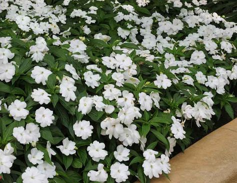 White Impatiens, New Guinea Impatiens, Full Sun Container Plants, Licorice Plant, Full Sun Flowers, Full Sun Perennials, Full Sun Plants, Outdoor Performance, Colorful Succulents