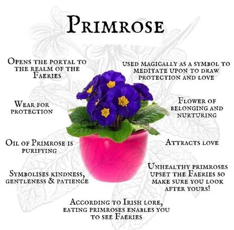 Primrose Flower, Green Witchcraft, Plant Magic, Month Of February, Magic Herbs, Plants Are Friends, Love Oil, Magical Herbs, Flower Meanings