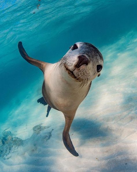 Seals Aesthetic, English Poster, Lobster Fest, English Posters, Iphone Wallpaper Stills, Glass Inspiration, Underwater Life, Beautiful Landscape Wallpaper, Cute Wild Animals