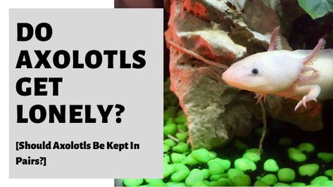 Do Axolotls Get Lonely? Can Axolotls Live Alone Should Axolotls Be Kept In Pairs? Do Axolotls Have Emotions? #Axolotl #Axolotls #axie #salamander #petaxolotl 20 Gallon Axolotl Tank, Axolotl Tank Ideas, Cool Axolotl Tanks, Axolotl Questions, Axolotl Infographic, Axolotl Tank, Axolotl Accessories, Aquarium Fish Tank, Keep On