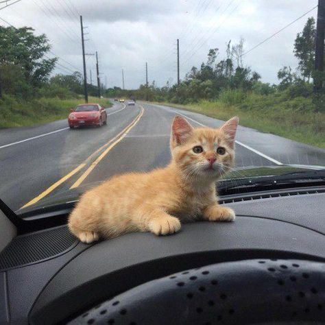 Instagram, Robin Arellano, Orange Kitten, Orange, On Instagram