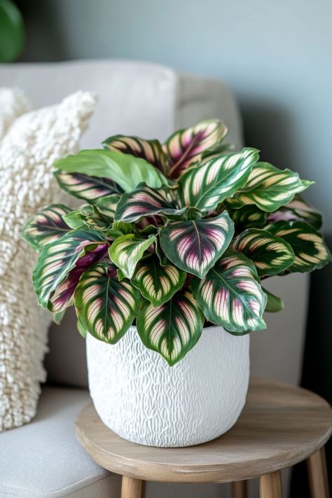 Calathea is a stunning and vibrant addition to any indoor space! 🌿🏡 Known for its strikingly beautiful, patterned leaves and dynamic foliage, this plant is a delightful blend of elegance and lush greenery. Easy to care for and bursting with visual appeal, Calathea is perfect for adding a touch of nature and sophistication to your home. Indulge in this botanical beauty today! 🌱✨ #Calathea #Houseplants #IndoorGarden #GreenLiving Plant Vegetables, Calathea Plant, Plant Care Houseplant, Plant Pot Covers, Growing Plants Indoors, Best Indoor Plants, Plant Decor Indoor, House Plants Decor, Botanical Beauty