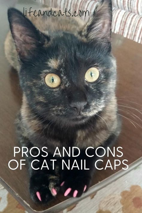 How To Stop A Cat From Clawing Furniture, How To Trim Your Cats Nails, Trimming Cat Nails, Cat Nail Clipping Tips, Cat Claw Covers, Cat Nail Caps, Cat Claw Nails, Trim Cat Nails, Kitten Stuff