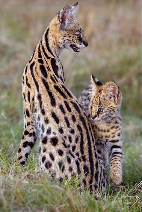 Leptailurus serval is a spotted African wild cat widespread in sub-Saharan countries. Serval Aesthetic, Serval Photography, African Serval Cat, African Serval, Serval Kitten, African Wild Cat, Serval Cat, Serval Cats, Exotic Cats