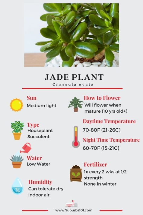 9 Tips on How to Care for Your Jade Plant How To Take Care Of Jade Plant, Jade Plant Care Tips, How To Take Care Of Indoor Plants, How To Care For Jade Plant Indoors, Jade Tree Care, Trailing Jade Plant Care, Jade Plants Varieties, How To Care For Plants, Jade Plant Care Indoor