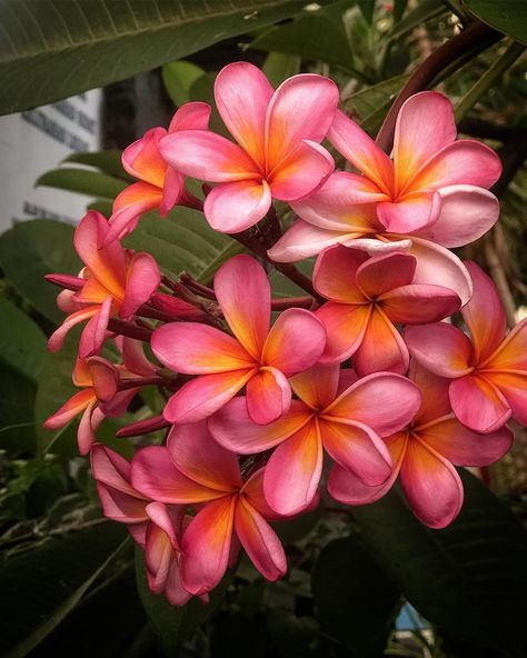 Gabriel Horvath on Instagram: “Locally known as Jepun or Kamboja, the Frangipani is Bali’s signature flower. It is often used in offerings, religious ceremonies, or…” Tulips, Flowers, Plants, Bali, Religious Ceremony, Kamboja Flower, S Signature, On Instagram, Quick Saves