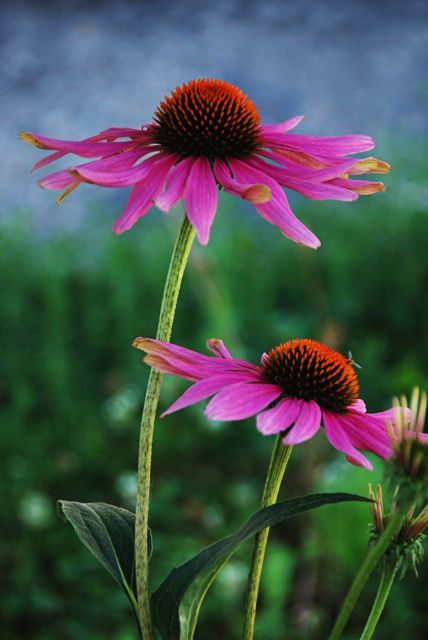 Pink coneflowers bright Flower References, Prairie Flowers, Moon Circle, Watercolour Inspiration, Flowering Plants, Flower Photography, Favorite Flowers, Art Practice, Exotic Flowers