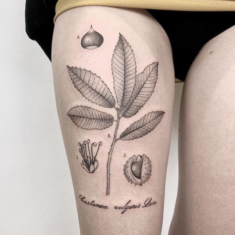 Michele Volpi ⋆ tattoo artist on Instagram: ““Chestnut botanical study” Thank you so much Martina! (from the 2nd day at @hardtimestattoo) -” Chestnut Tree Tattoo, Chestnut Tattoo, Biology Tattoo, Seed Tattoo, Bodysuit Tattoos, Science Tattoo, Fire Fighter Tattoos, Science Tattoos, Dragon Tattoo Back Piece