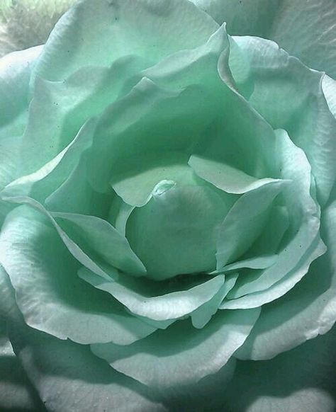 Light green Turquoise Widgets, Aqua Rose, Water Aesthetic, Fotos Aesthetic, Coming Up Roses, Colorful Roses, Green Water, Bohol, Aesthetic Photos