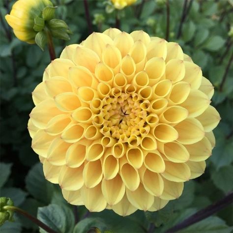 Dahlia 'Yellow don' Yellow Dahlia, Cut Flower Garden, Cut Flowers, Yellow Flowers, Dahlia, Flower Garden, Fruit, Yellow, Plants