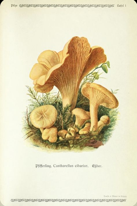 Mushrums Drawing, Vintage Mushroom Art, Mushrooms And Butterflies, Fungi Illustration, Mushroom Pictures, Mushroom Drawing, Nature Sketch, Illustration Botanique, Botanical Illustration Vintage