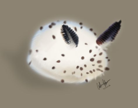 Sea Slug Bunny, Sea Bunnies Art, Sea Bunny Pfp, Sea Bunny Art, Sea Bunny Drawing, Bunny Sea Slug, Sea Bunnies, Sea Bunny, Weird Sea Creatures