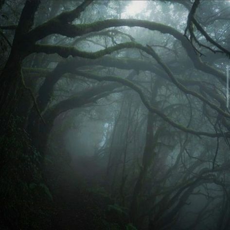 Dark Fairycore, Dark Naturalism, Dark Forest Aesthetic, Forest Core, Dark Green Aesthetic, Dark Nature Aesthetic, Slytherin Aesthetic, Foggy Forest, Dark Fairy