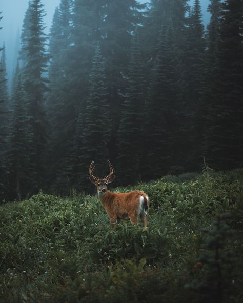 Wild Aesthetic, Wild And Free, Mood Board, You Never, Forest, Internet, Energy, Running, Tumblr